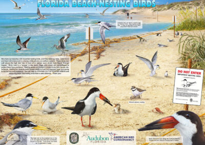 image of Florida Beach-Nesting Birds Poster