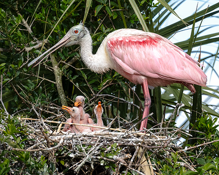 Spoonbill-Chicks-Mary-Conte