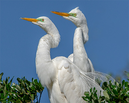 Great White Egret Couple -Mary Conte