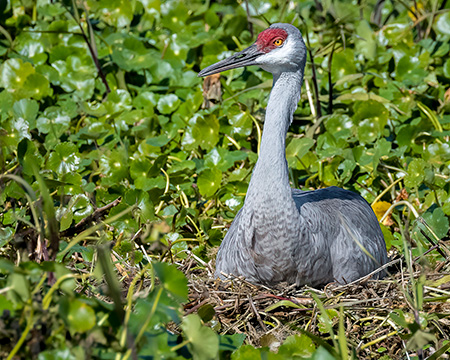 Nesting Sandhill Crane-Mary Conte