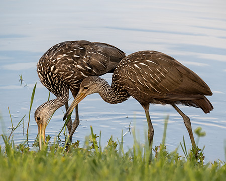 Limpkin Mother/Juvenile-Mary Conte