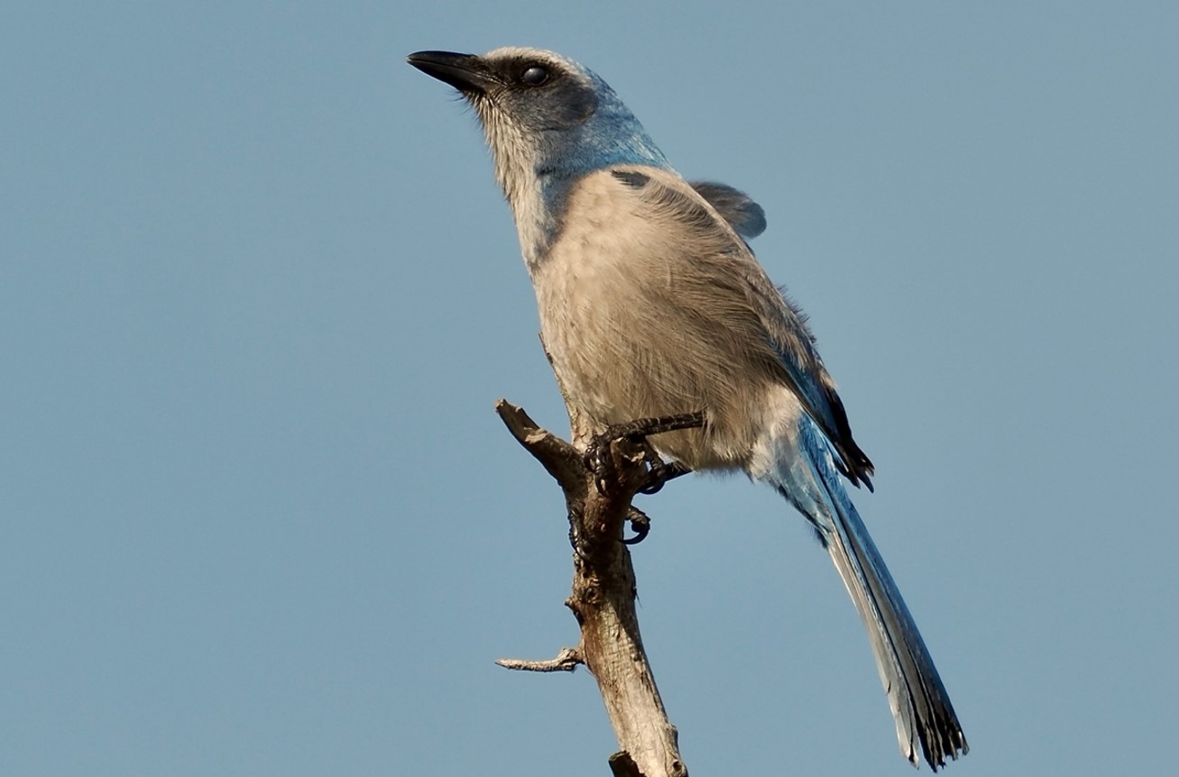 Florida Scrub Jay Image