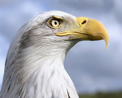 125 Years Audubon in Florida