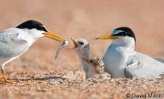 Image Least Tern Family