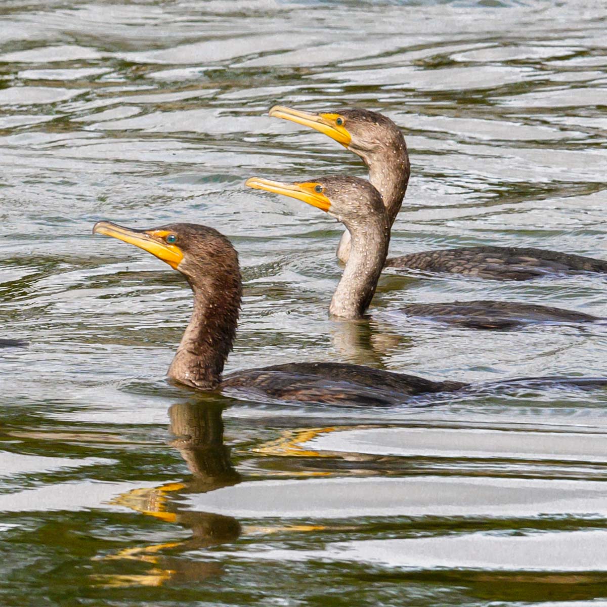125 Years Audubon in Florida
